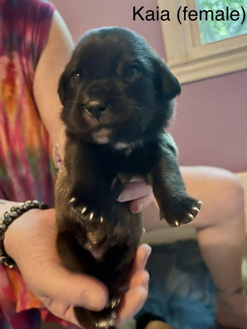Kaia, an adoptable Labrador Retriever in Derwood, MD