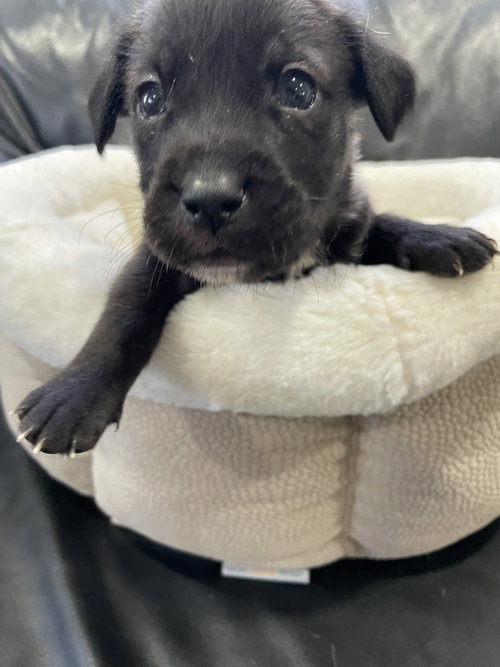 Kaia, an adoptable Labrador Retriever in Derwood, MD