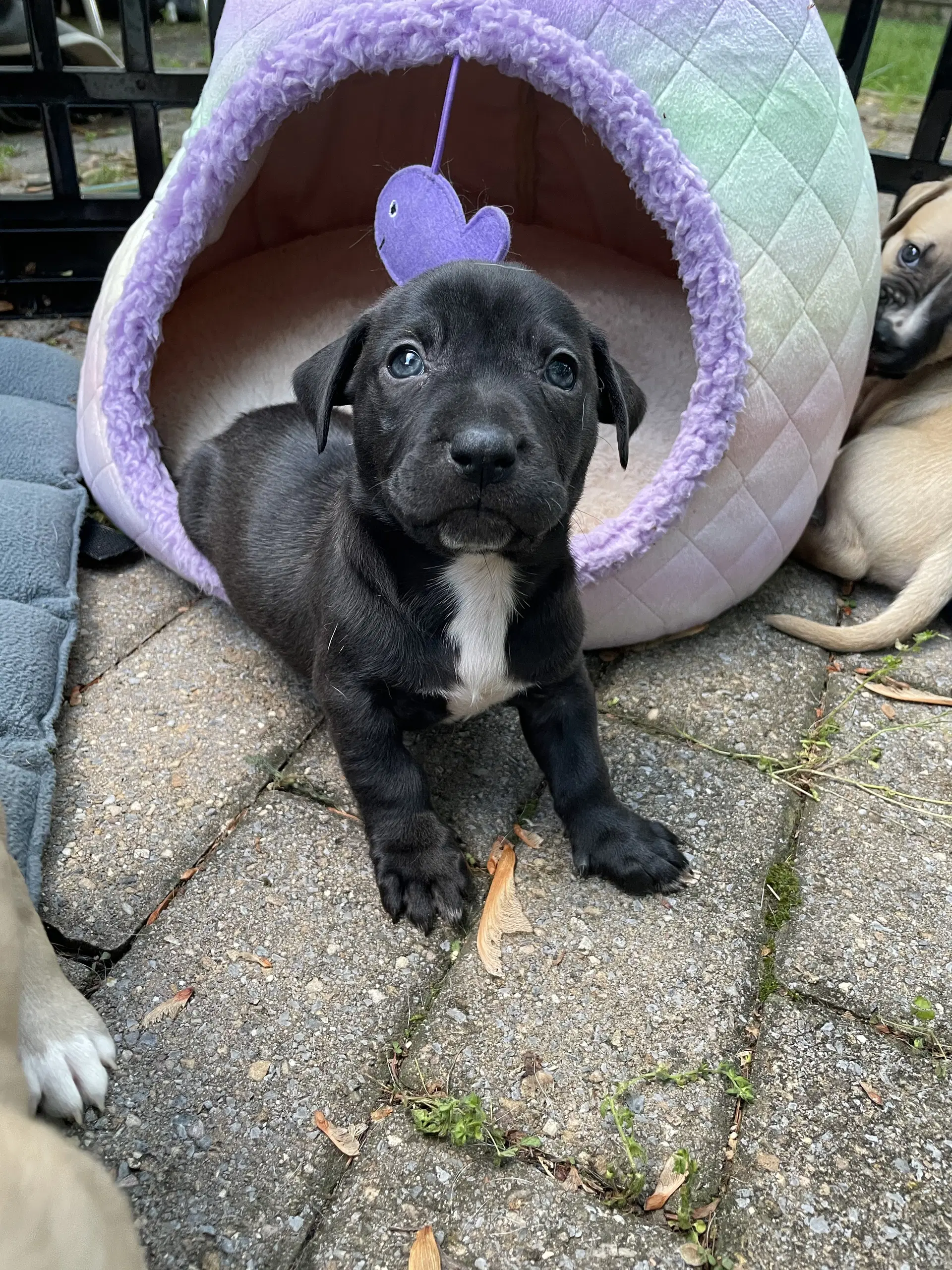Knox - Pit Bull Terrier