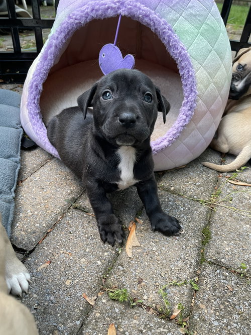 Knox, an adoptable Labrador Retriever in Derwood, MD