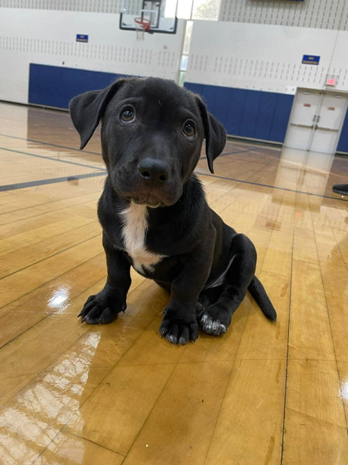 Knox, an adoptable Labrador Retriever in Derwood, MD