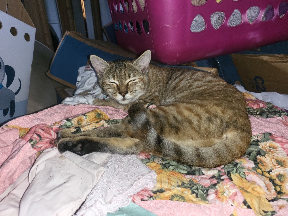 adoptable Cat in Panama City, FL named Joy