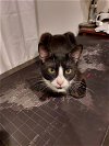 adoptable Cat in panama, FL named Natasha