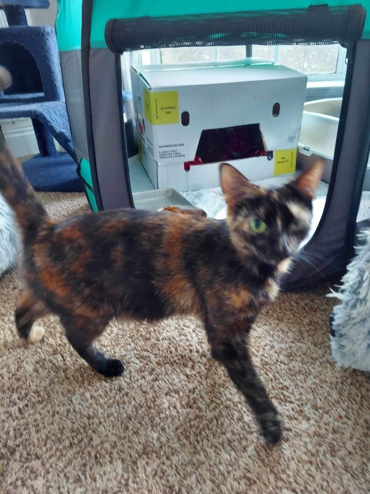 adoptable Cat in Panama City, FL named Pele