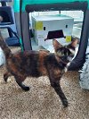 adoptable Cat in panama, FL named Pele