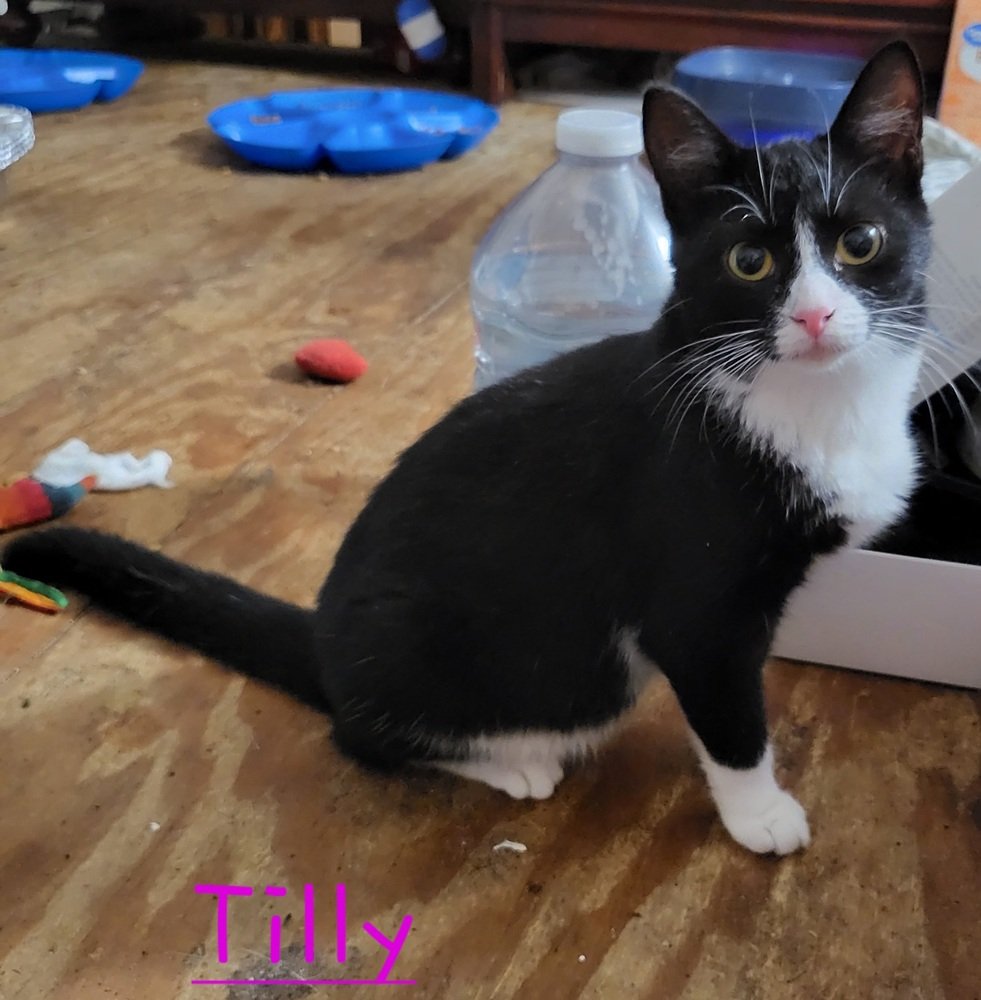 adoptable Cat in Panama City, FL named Tillie