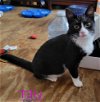 adoptable Cat in panama, FL named Tillie