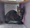 adoptable Cat in Panama City, FL named Toothless