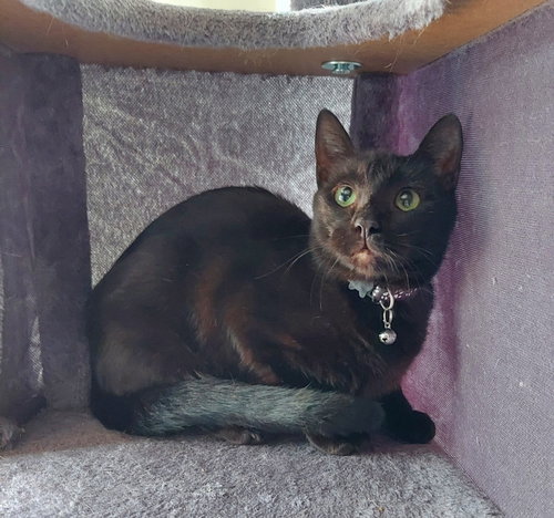 picture of the cat needing adoption