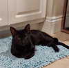 Toothless - Photo 2