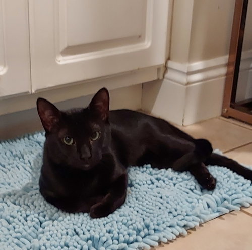 TOOTHLESS - Domestic Short Hair available for adoption