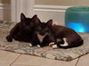 Toothless - Photo 3