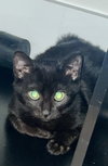 Toothless - Photo 4