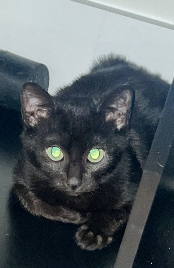 Toothless