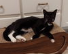 adoptable Cat in Panama City, FL named Zora