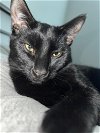 adoptable Cat in panama city, FL named Batman AKA Owen