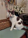 adoptable Cat in panama, FL named Sushi