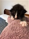 adoptable Cat in panama, FL named Jethro Tull