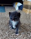 adoptable Cat in panama, FL named Janice Joplin
