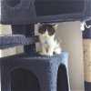 adoptable Cat in panama, FL named Barqs