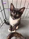 adoptable Cat in  named Massie