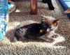 adoptable Cat in Panama City, FL named Jacobean