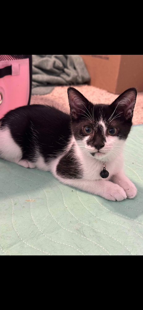 adoptable Cat in Panama City, FL named Pan