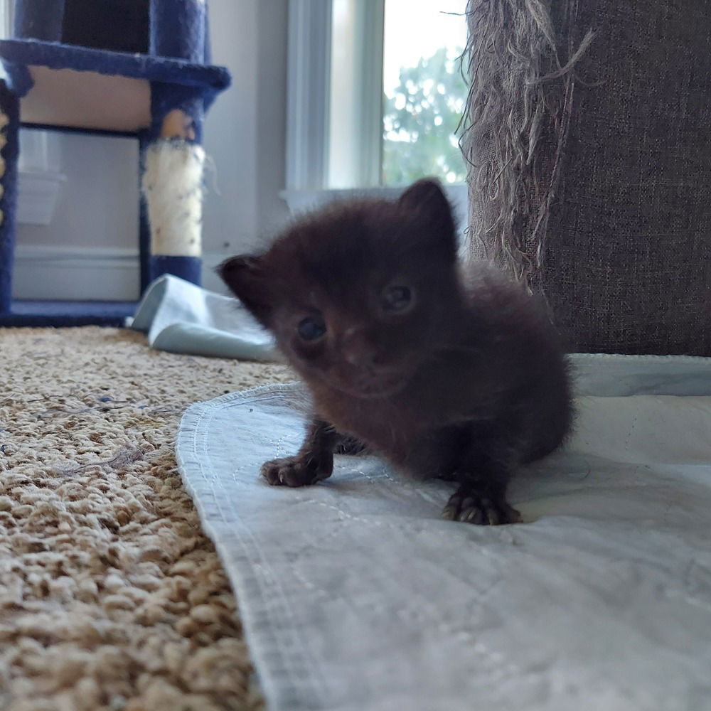 adoptable Cat in Panama City, FL named Lil Orphan Annie