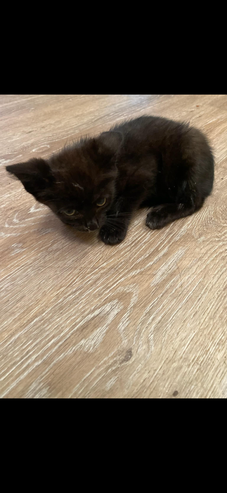 adoptable Cat in Panama City, FL named Smokey