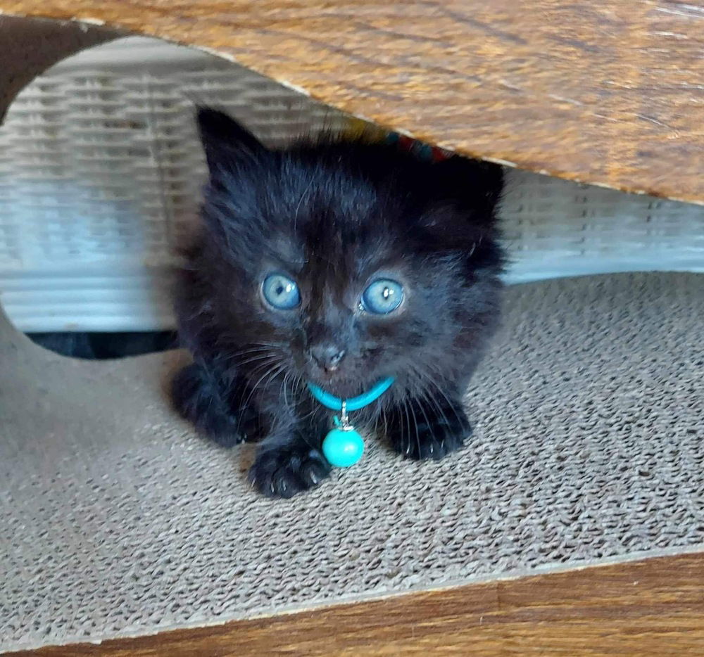 adoptable Cat in Panama City, FL named Walnut