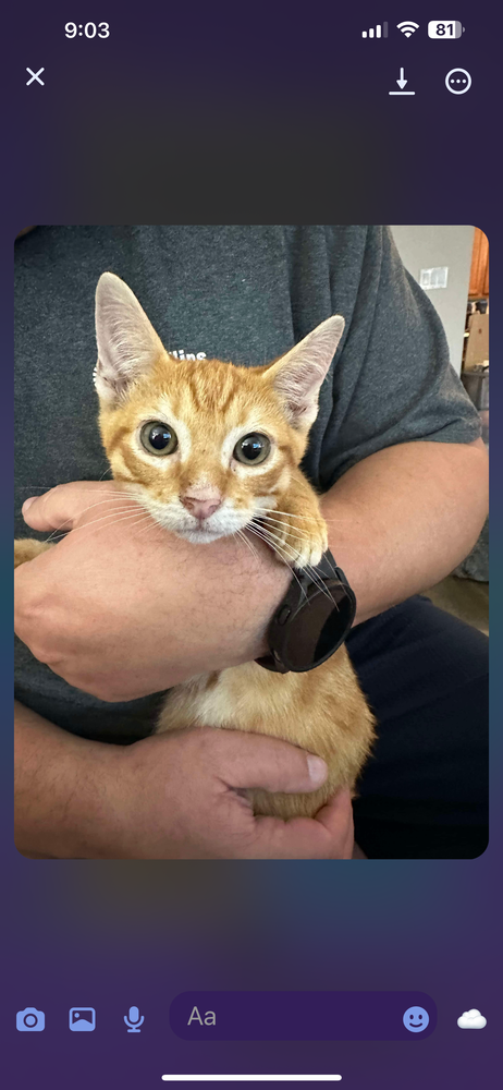 adoptable Cat in Panama City, FL named Perseus (AKA Percey)