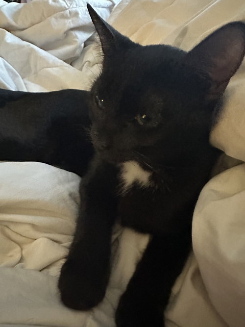 picture of the cat needing adoption