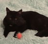 adoptable Cat in , FL named Bing