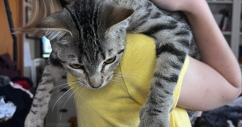 adoptable Cat in Panama City, FL named Ginnie