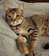 adoptable Cat in  named Neekoe