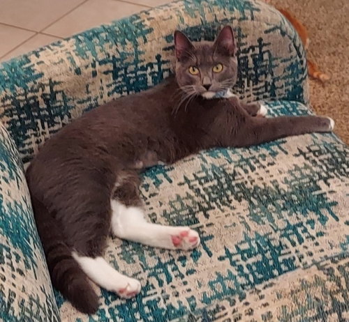 picture of the cat needing adoption