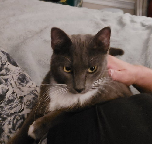 KIMBER - Domestic Medium Hair available for adoption