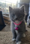 Kimber - Photo 4