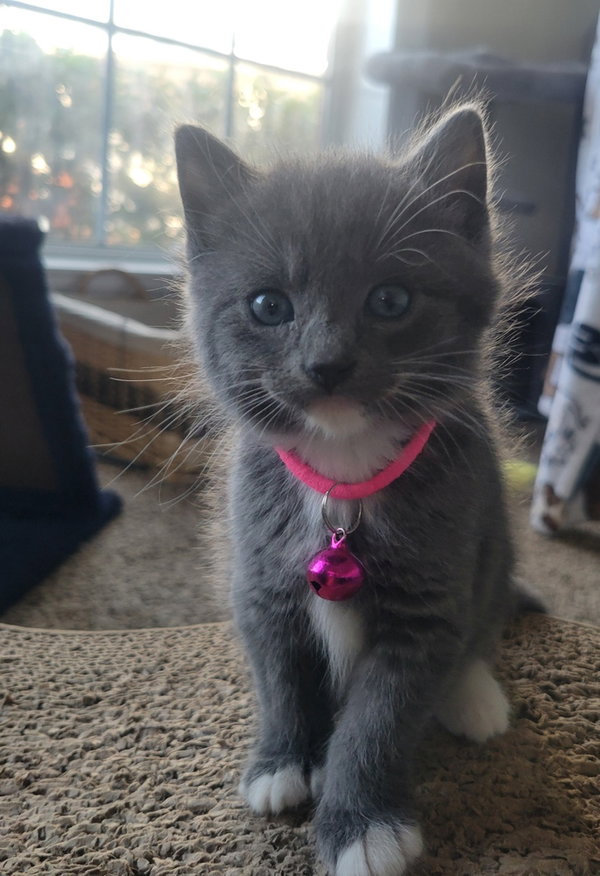 Kimber