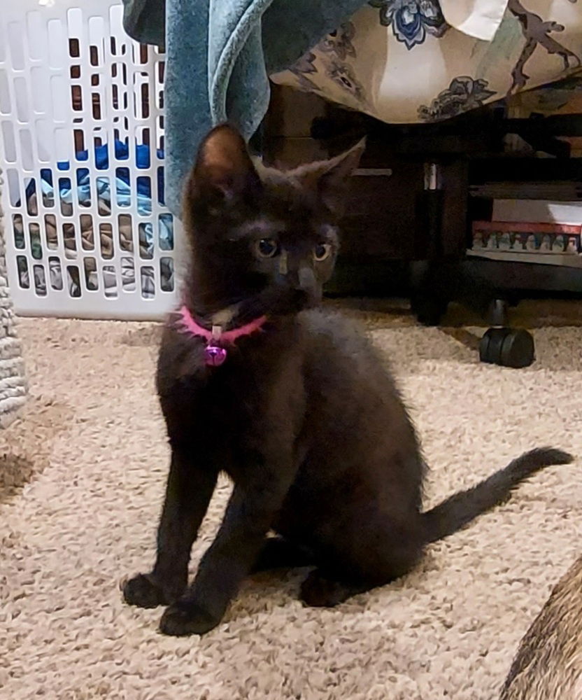adoptable Cat in Panama City, FL named Sandy
