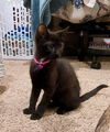 adoptable Cat in  named Sandy
