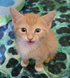 adoptable Cat in , FL named Biscuit