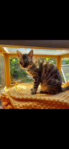 adoptable Cat in  named Rayla