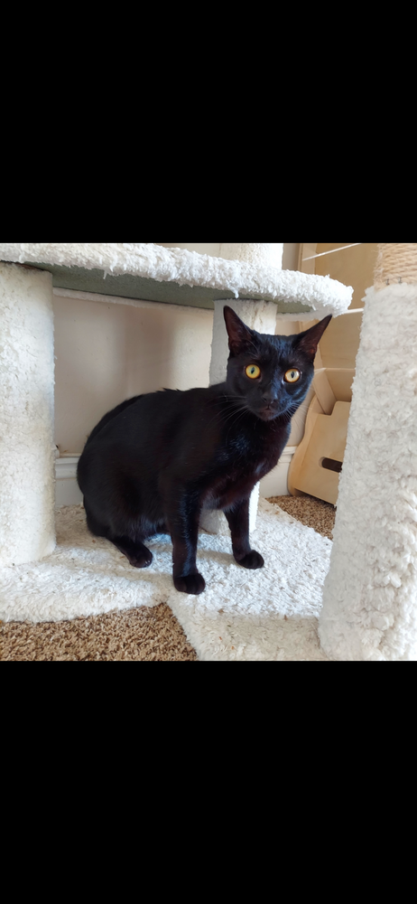 picture of the cat needing adoption