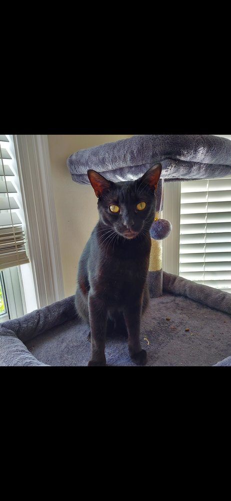 RIPPER - Domestic Short Hair available for adoption