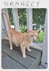 adoptable Cat in  named Orange Blossom (AKA Orangey)