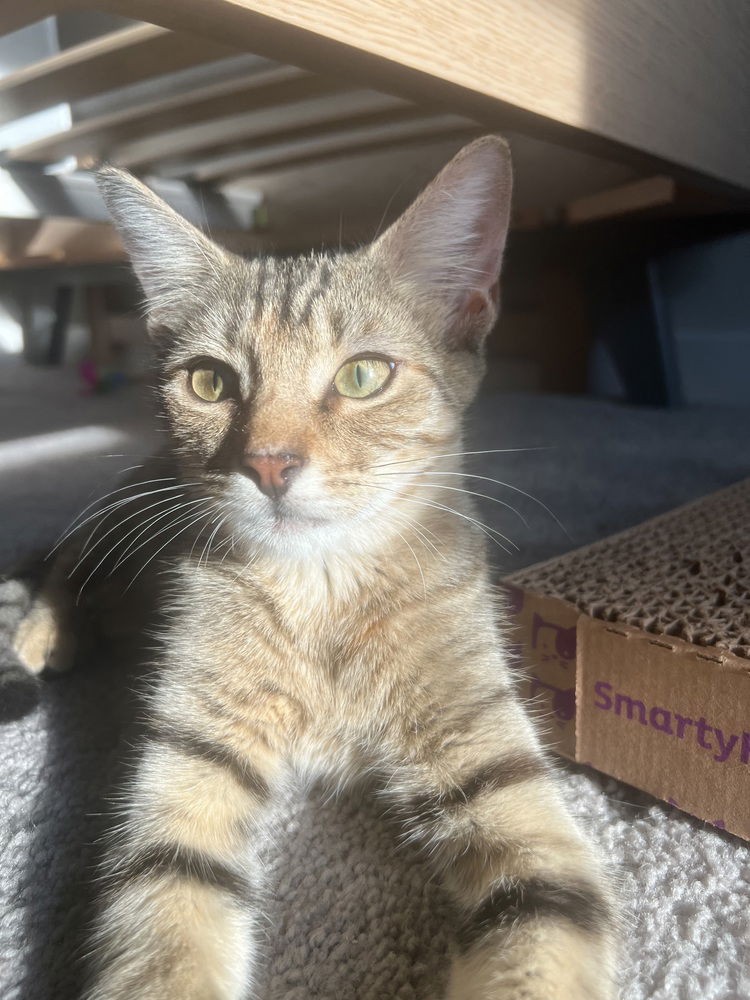 adoptable Cat in Panama City, FL named Tiger Lily