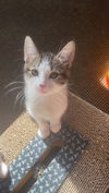 adoptable Cat in  named Rip