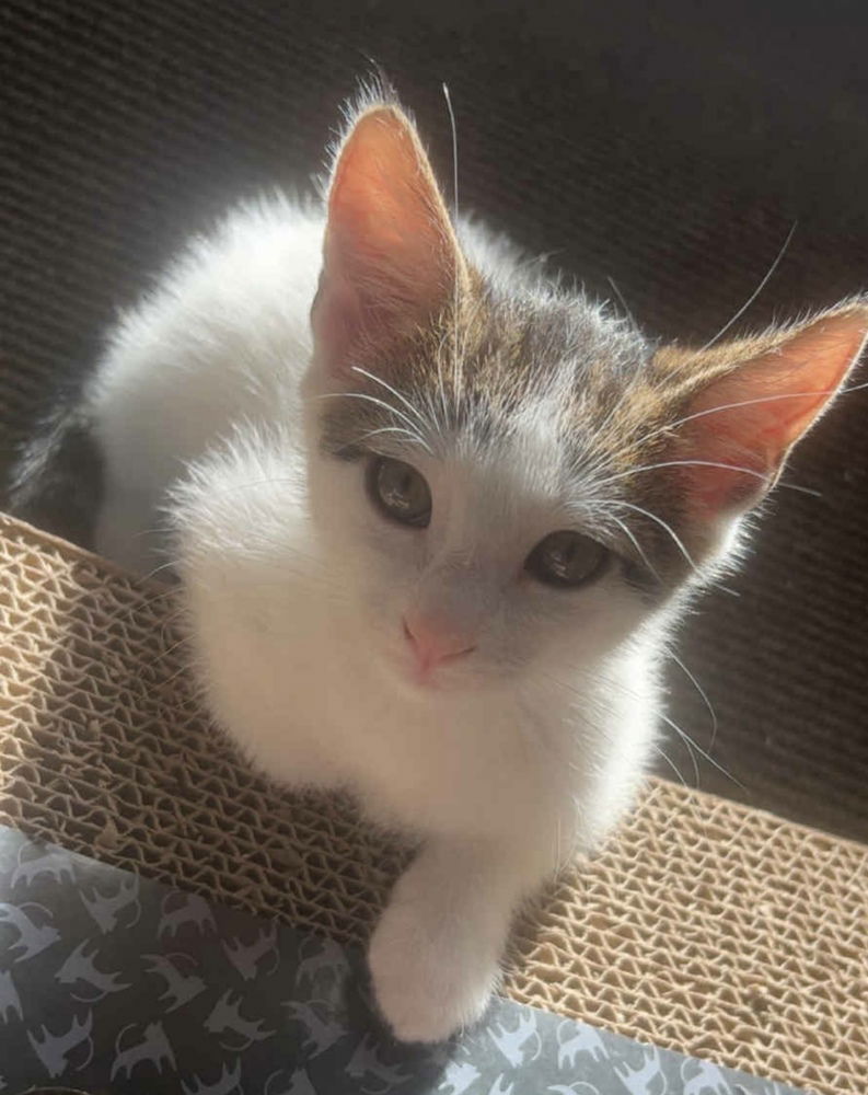 adoptable Cat in Panama City, FL named Rowdy