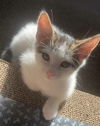 adoptable Cat in  named Rowdy